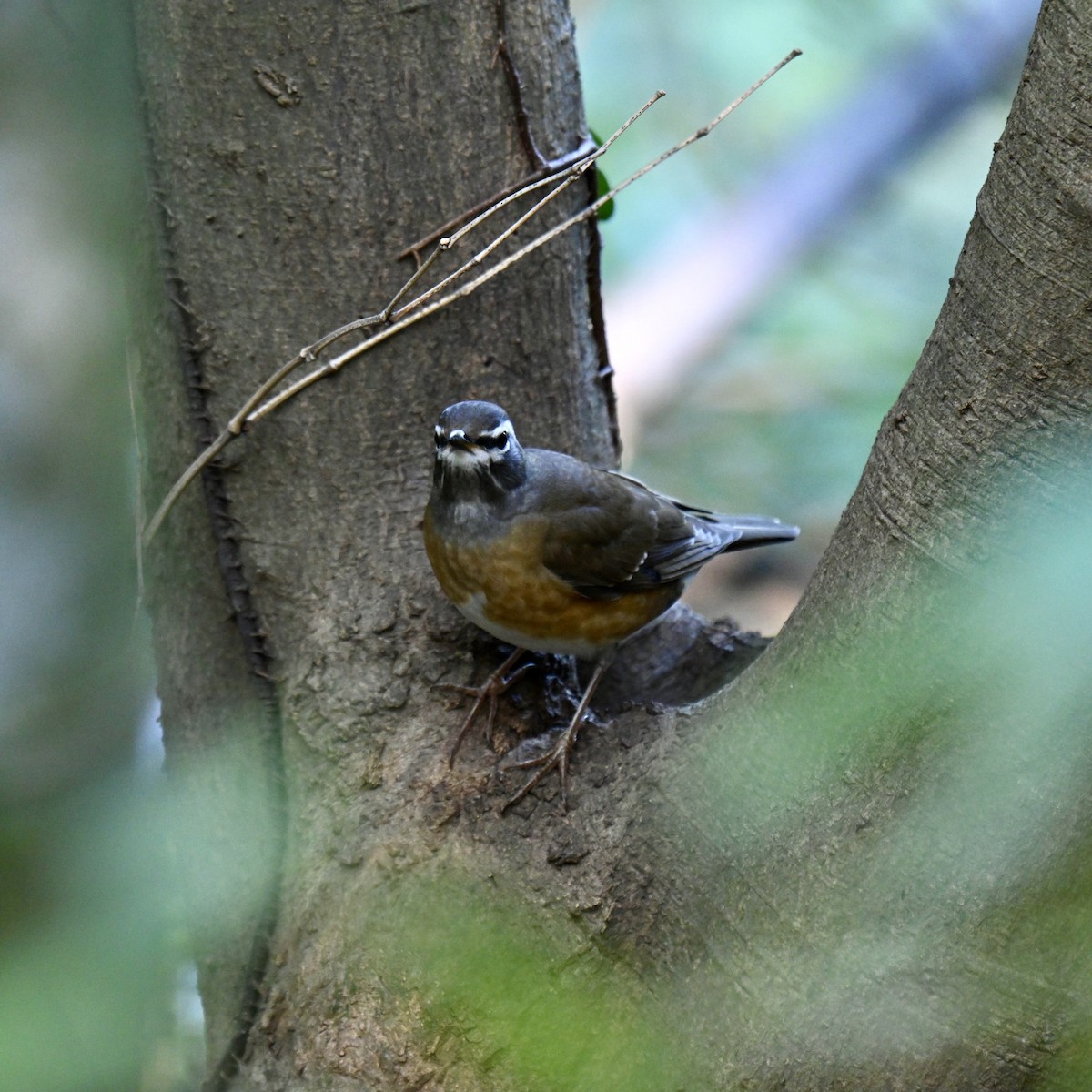 Eyebrowed Thrush - ML614877380