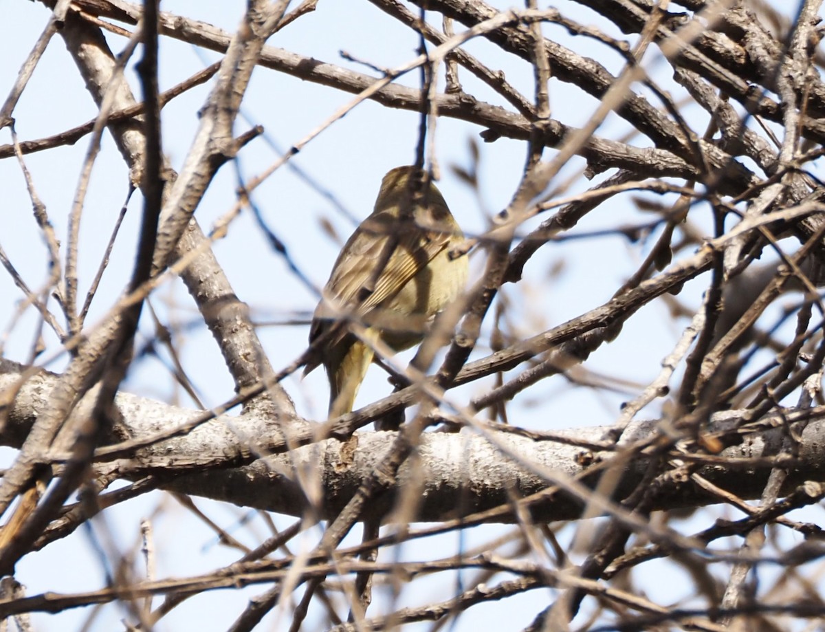 Hepatic Tanager - ML614877412