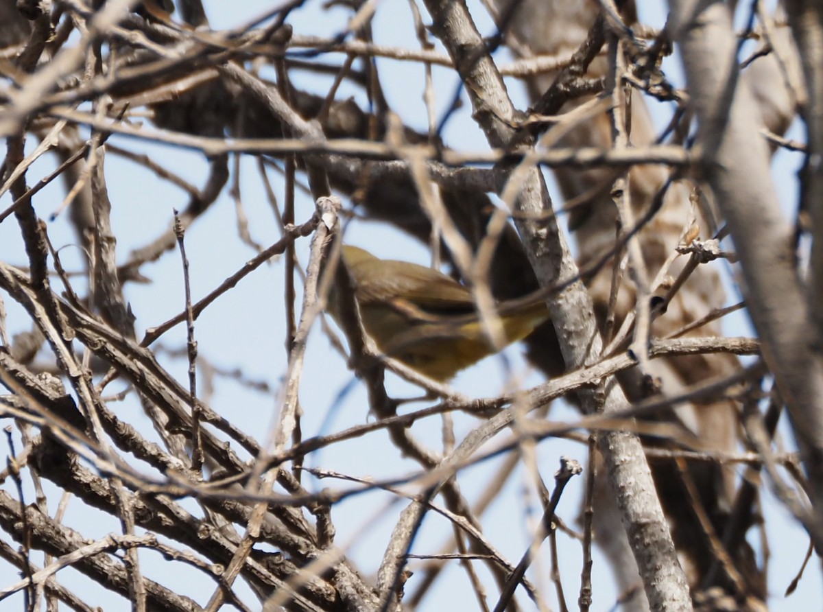 Hepatic Tanager - ML614877413