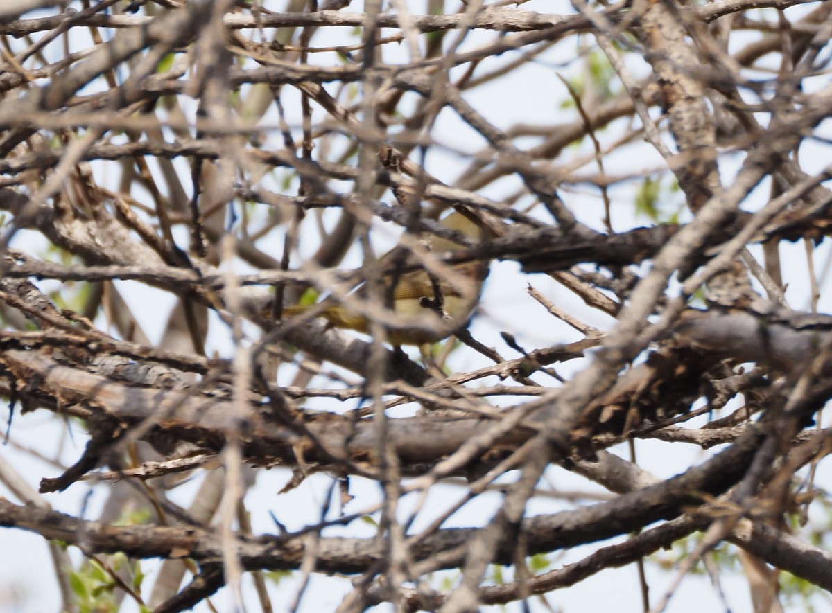 Hepatic Tanager - Uma Sachdeva