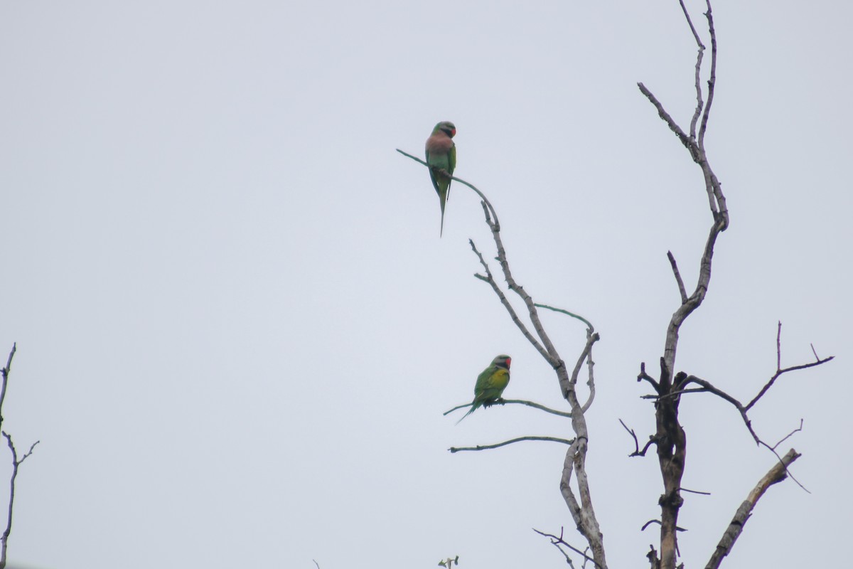 Red-breasted Parakeet - Supot Surapaetang