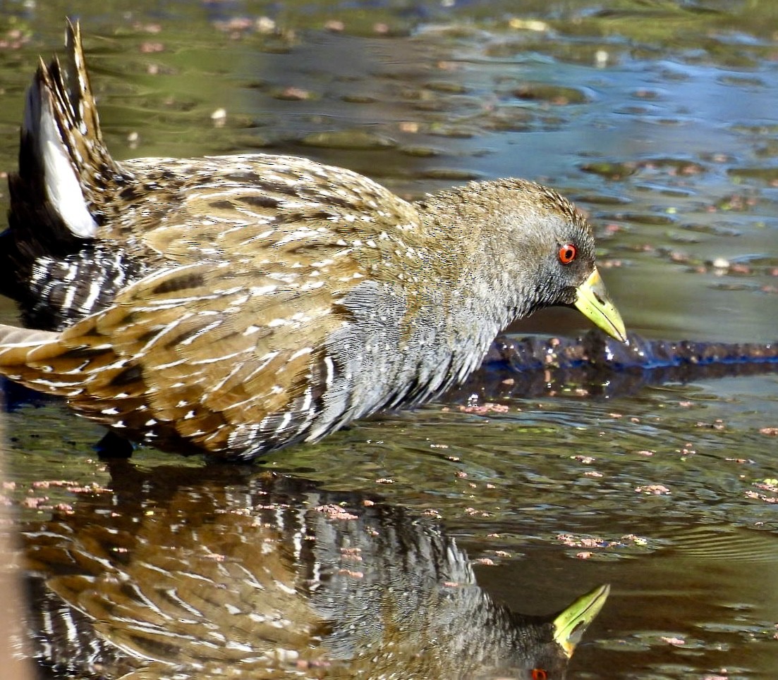 Australian Crake - Lissa Ryan