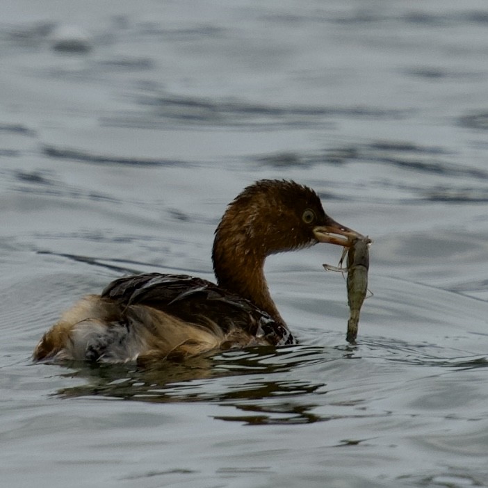 Little Grebe - ML614877553