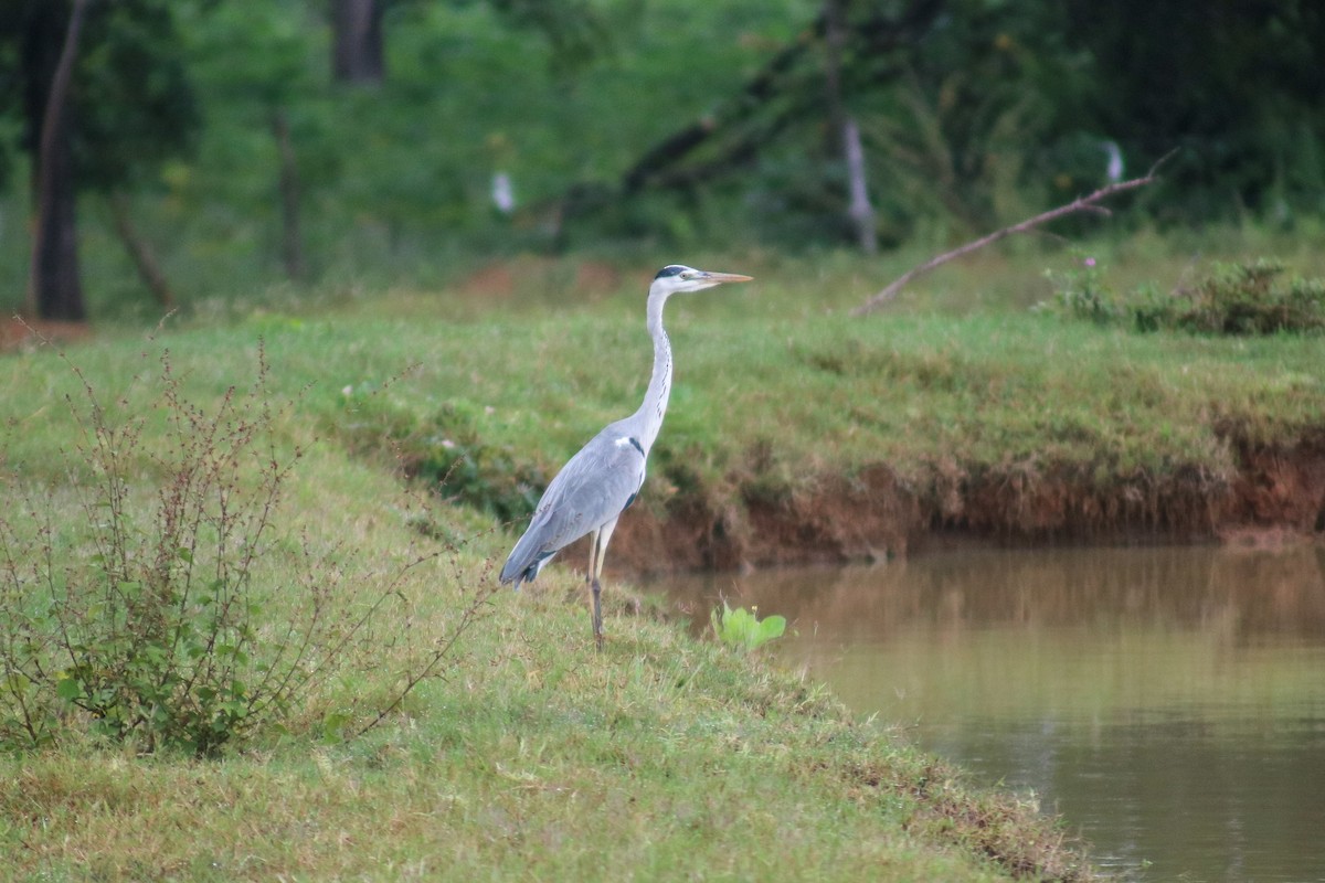 Gray Heron - ML614877594