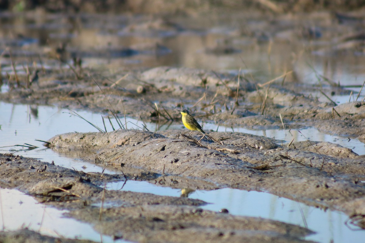 Eastern Yellow Wagtail - ML614877619