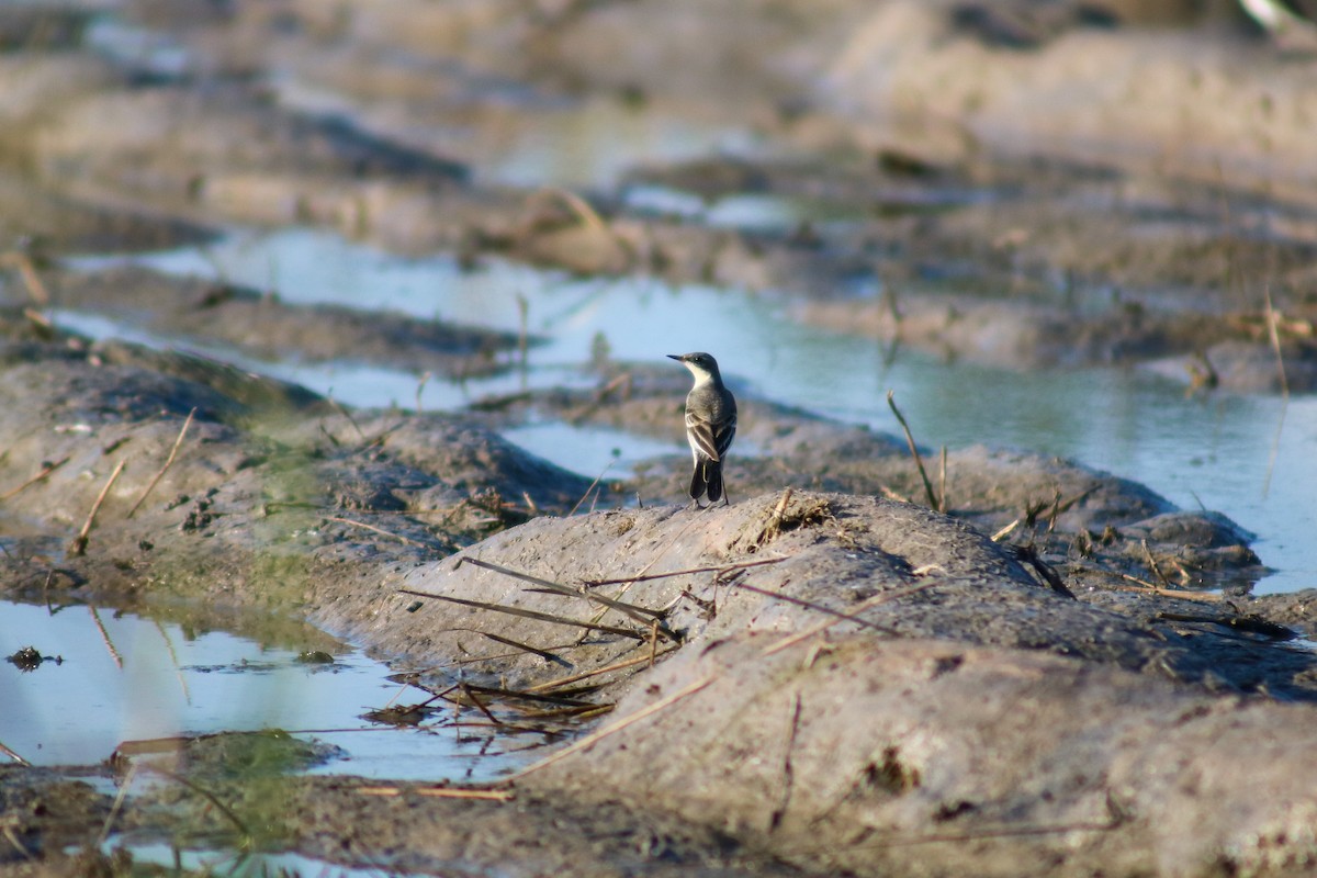 Eastern Yellow Wagtail - Supot Surapaetang