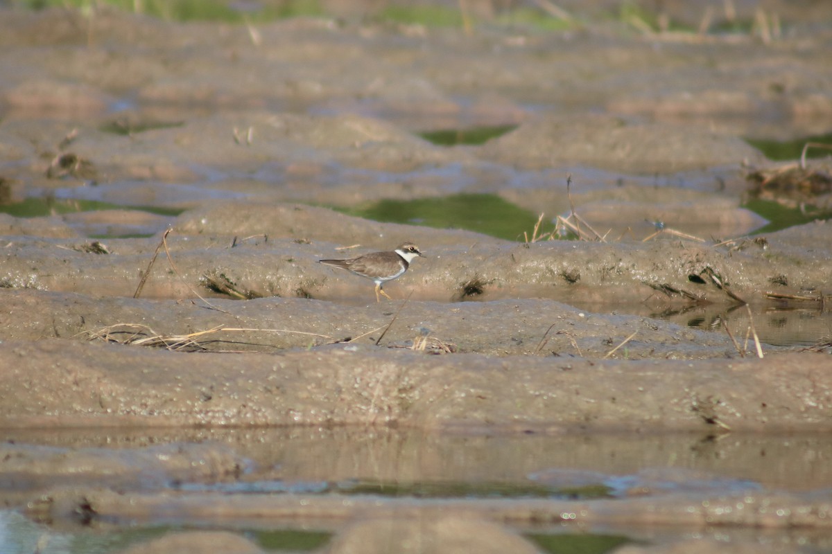 Little Ringed Plover - ML614877633