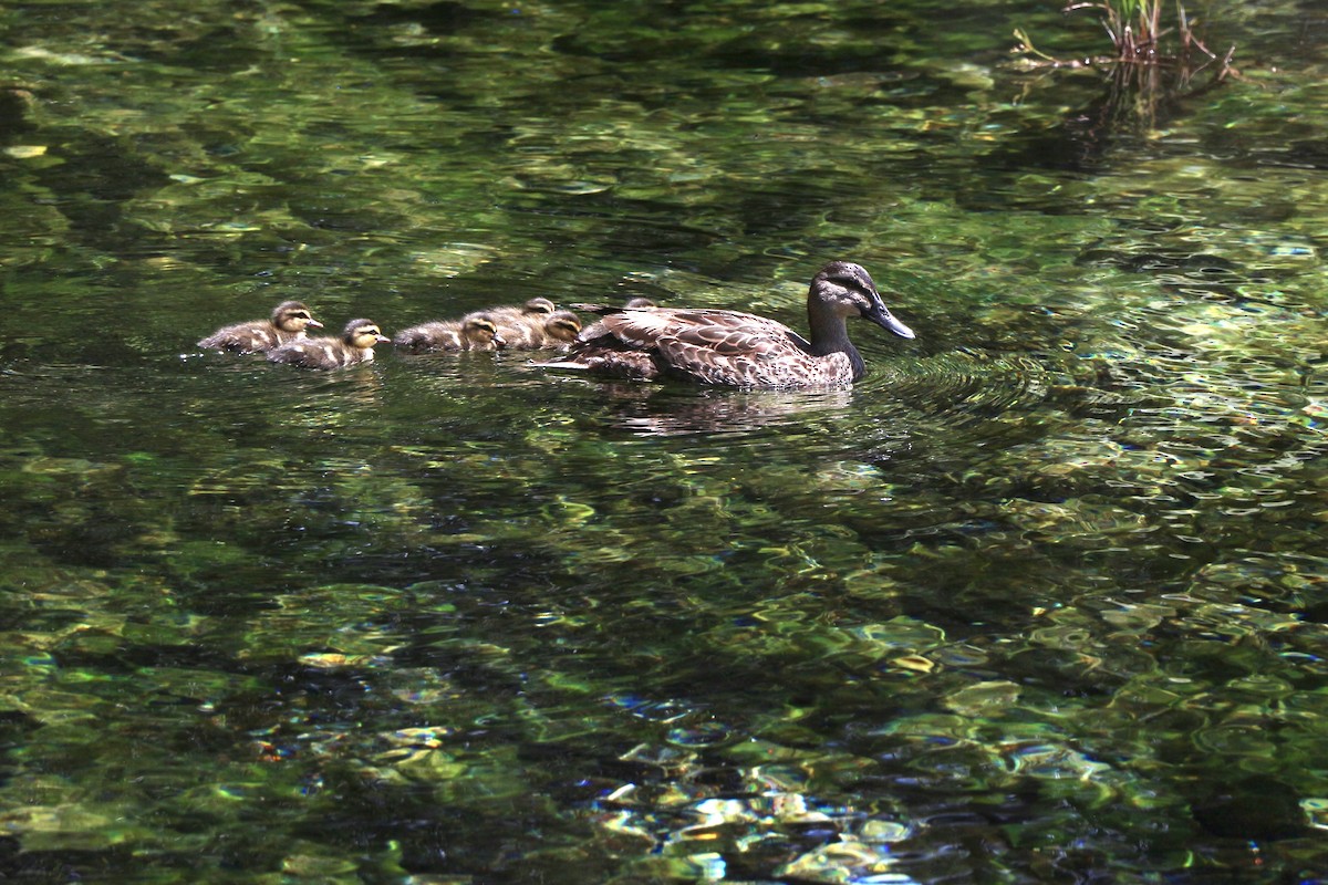 Mallard x Pacific Black Duck (hybrid) - ML614877729