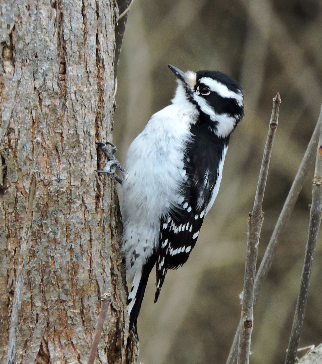 Downy Woodpecker - ML614877739