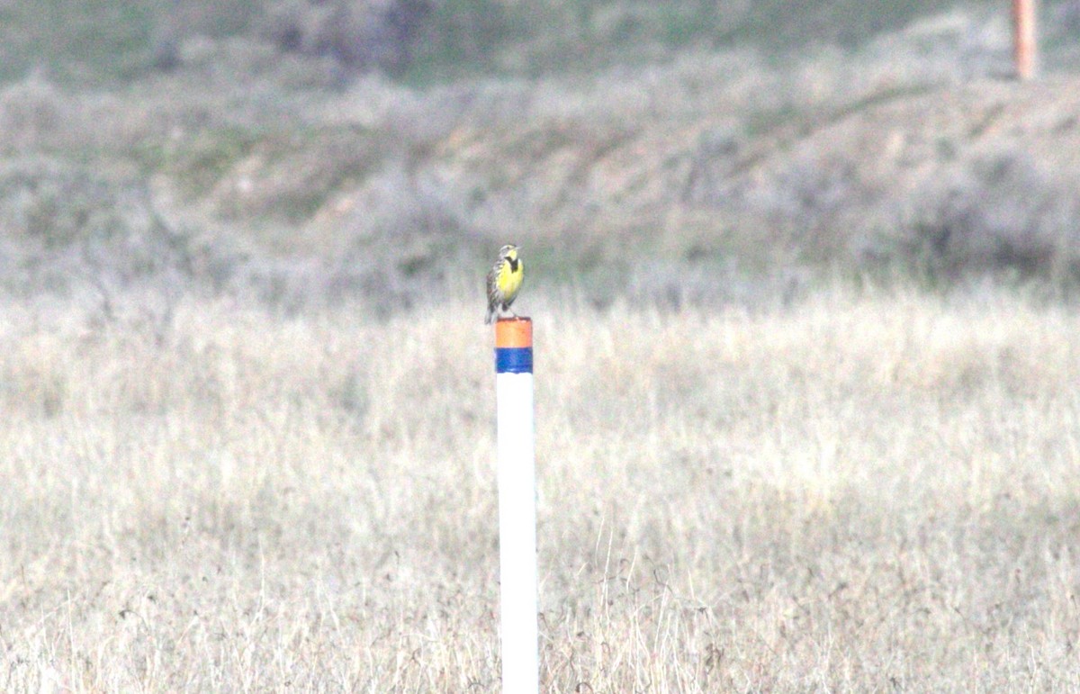 Western Meadowlark - Keith McMullen