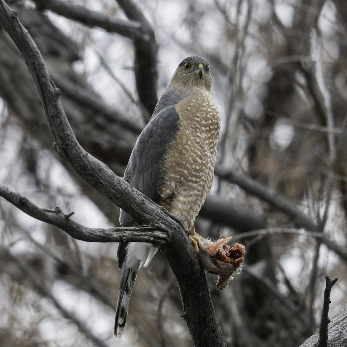 Cooper's Hawk - ML614877752