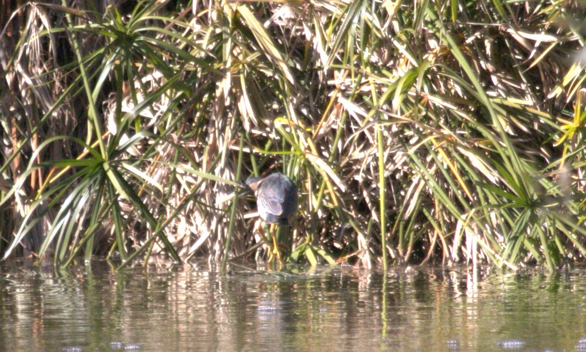 Green Heron - ML614877825
