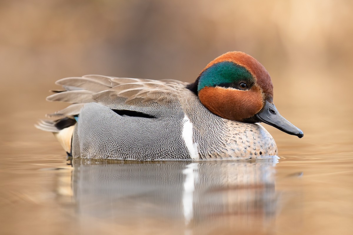 Green-winged Teal - Ilya Povalyaev