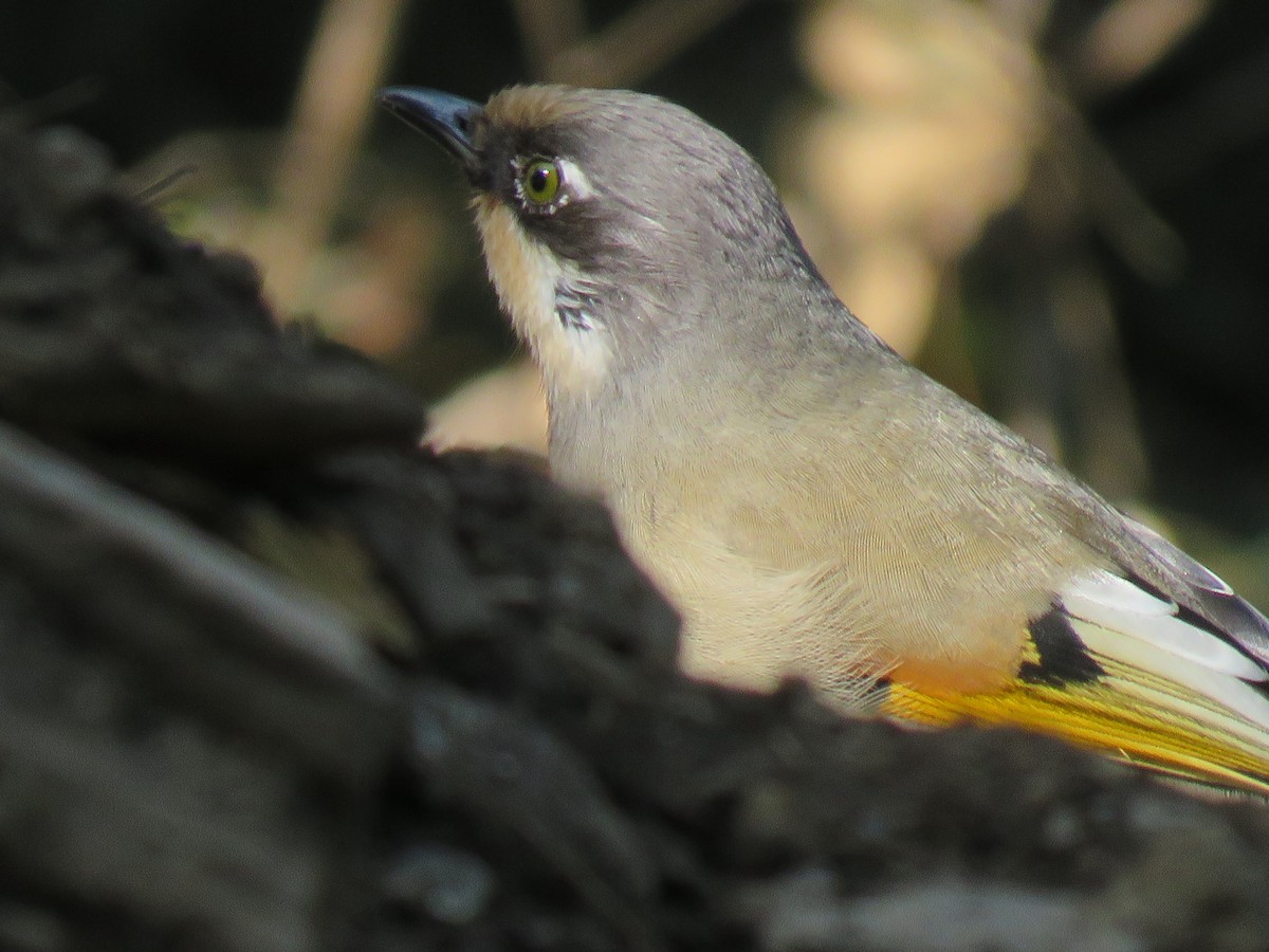 Variegated Laughingthrush - ML614877851