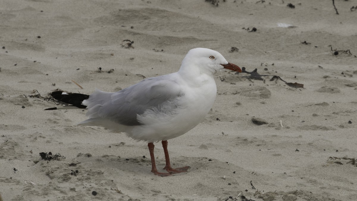 ギンカモメ（novaehollandiae／forsteri） - ML614877854