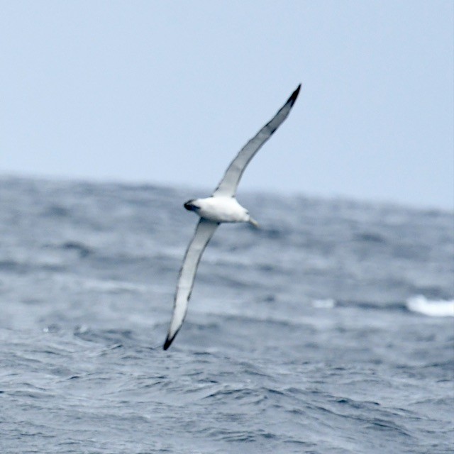 White-capped Albatross - ML614877863