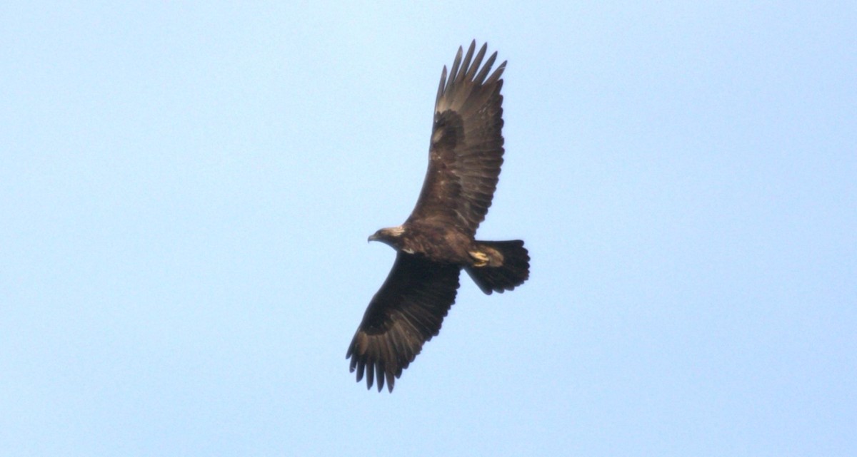 Golden Eagle - Keith McMullen