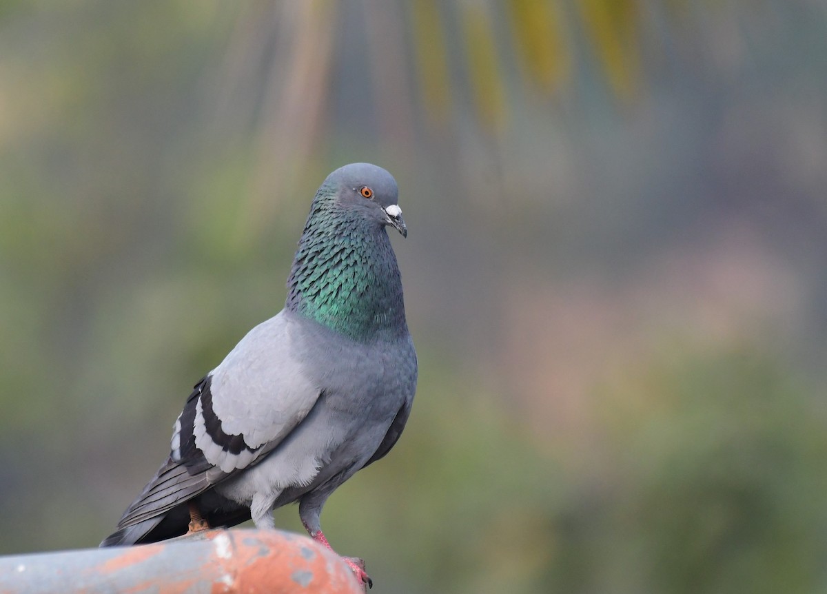 Rock Pigeon (Feral Pigeon) - ML614877952