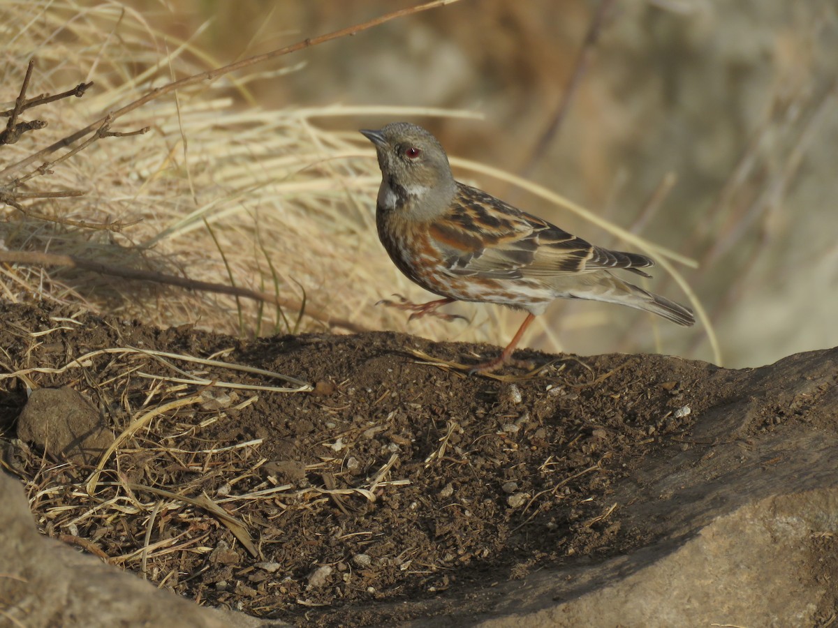 Altai Accentor - ML614877991