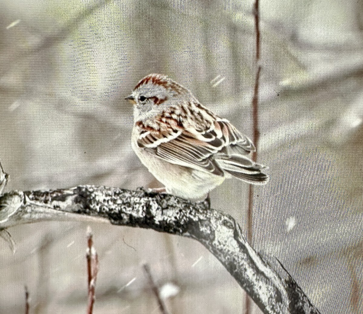 American Tree Sparrow - Darchelle Worley