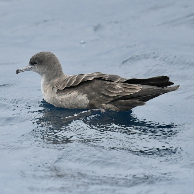 Wedge-tailed Shearwater - Mike Barrow