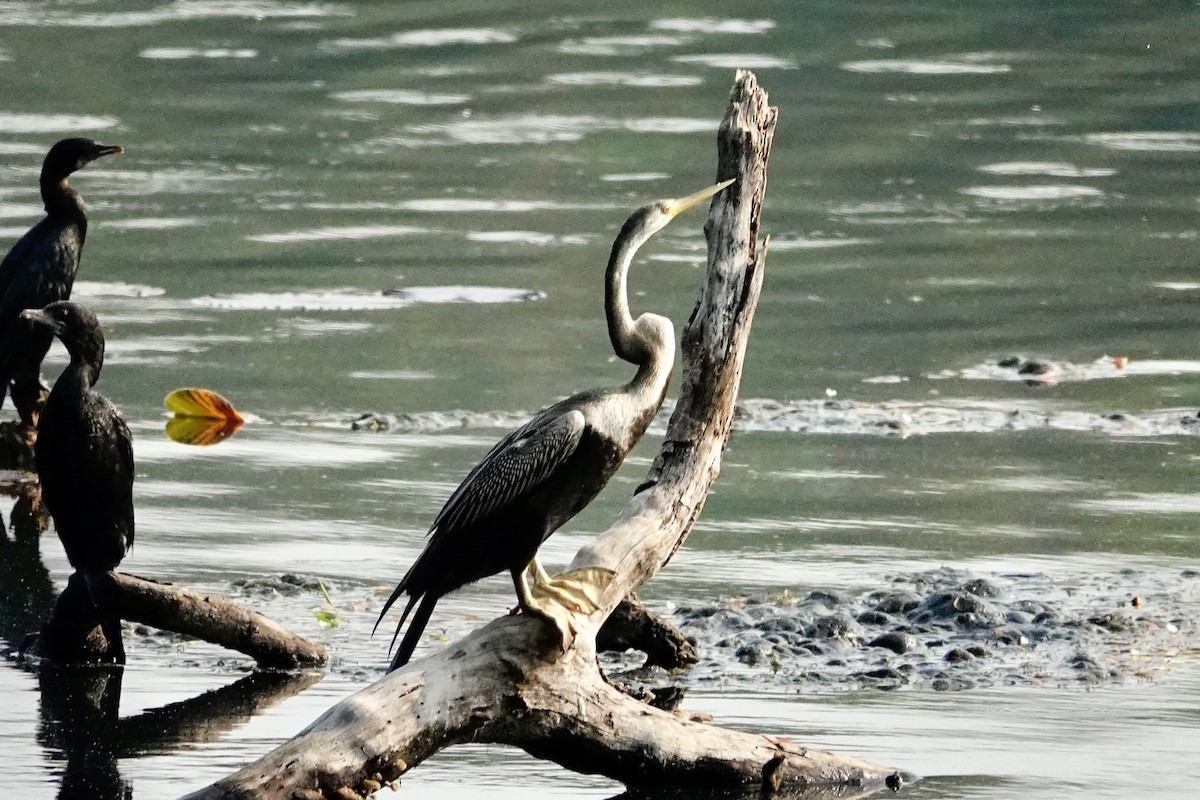 Oriental Darter - ML614878129