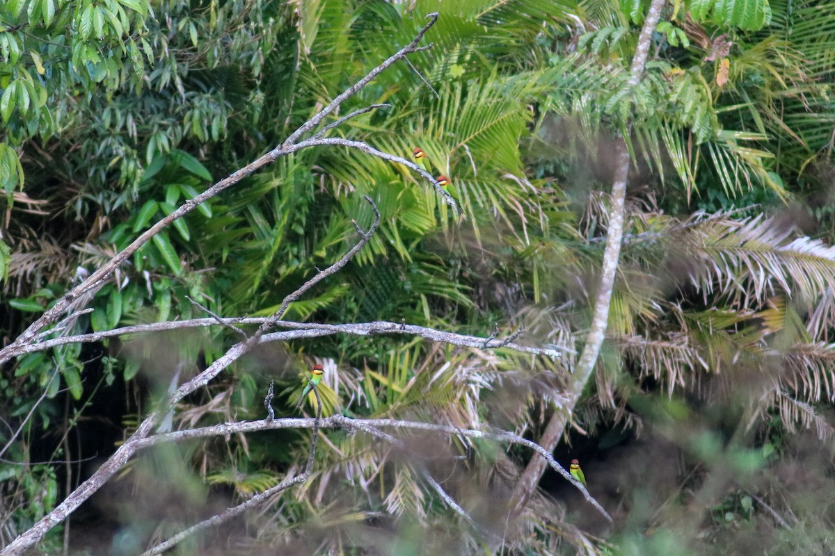 Chestnut-headed Bee-eater - Supot Surapaetang