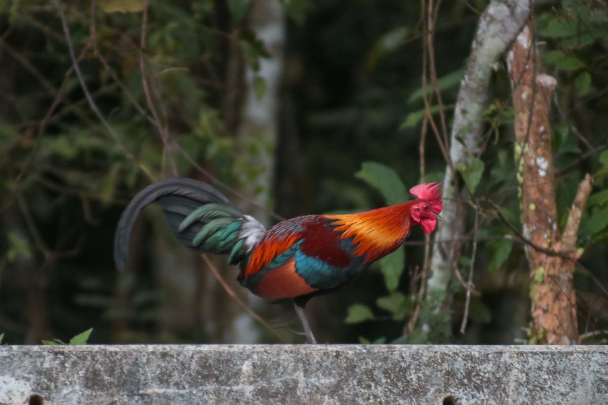 Red Junglefowl - Supot Surapaetang