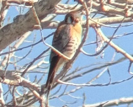 American Kestrel - ML614878186