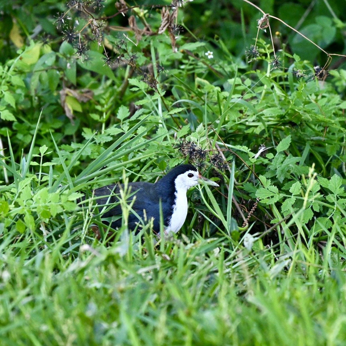 White-breasted Waterhen - Jack X