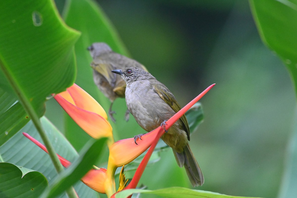 Olive-winged Bulbul - ML614878235