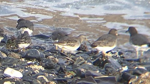 Rock Sandpiper - ML614878250