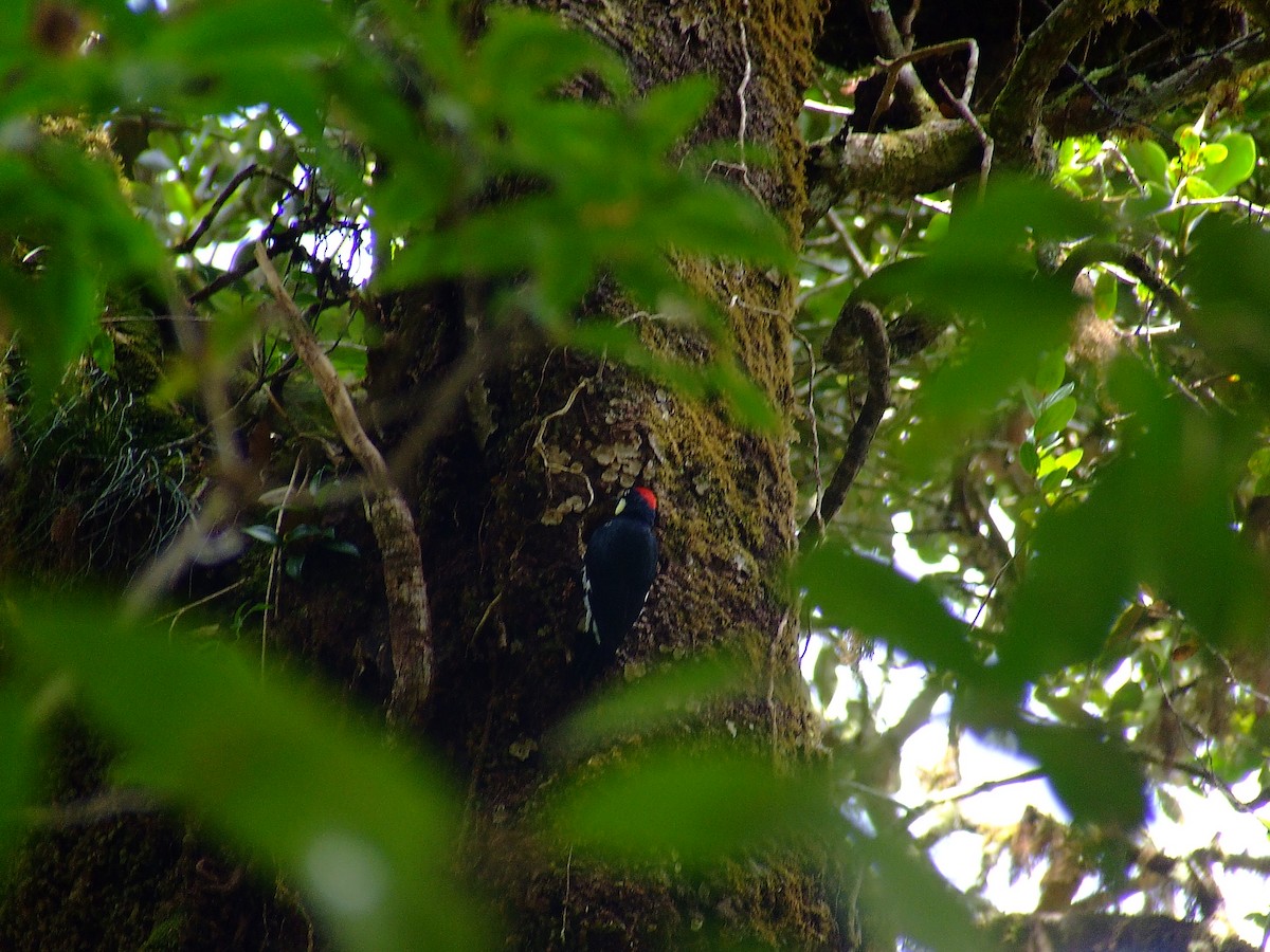 Acorn Woodpecker - ML614878252