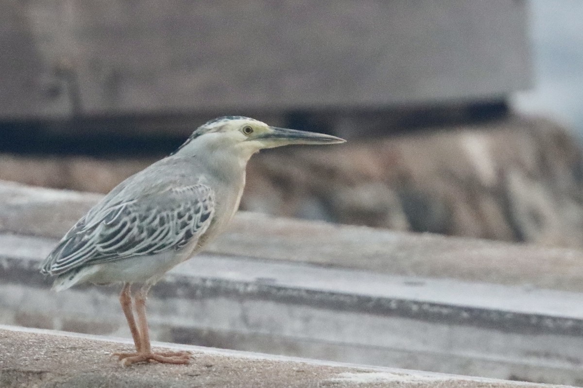 Striated Heron - ML614878262