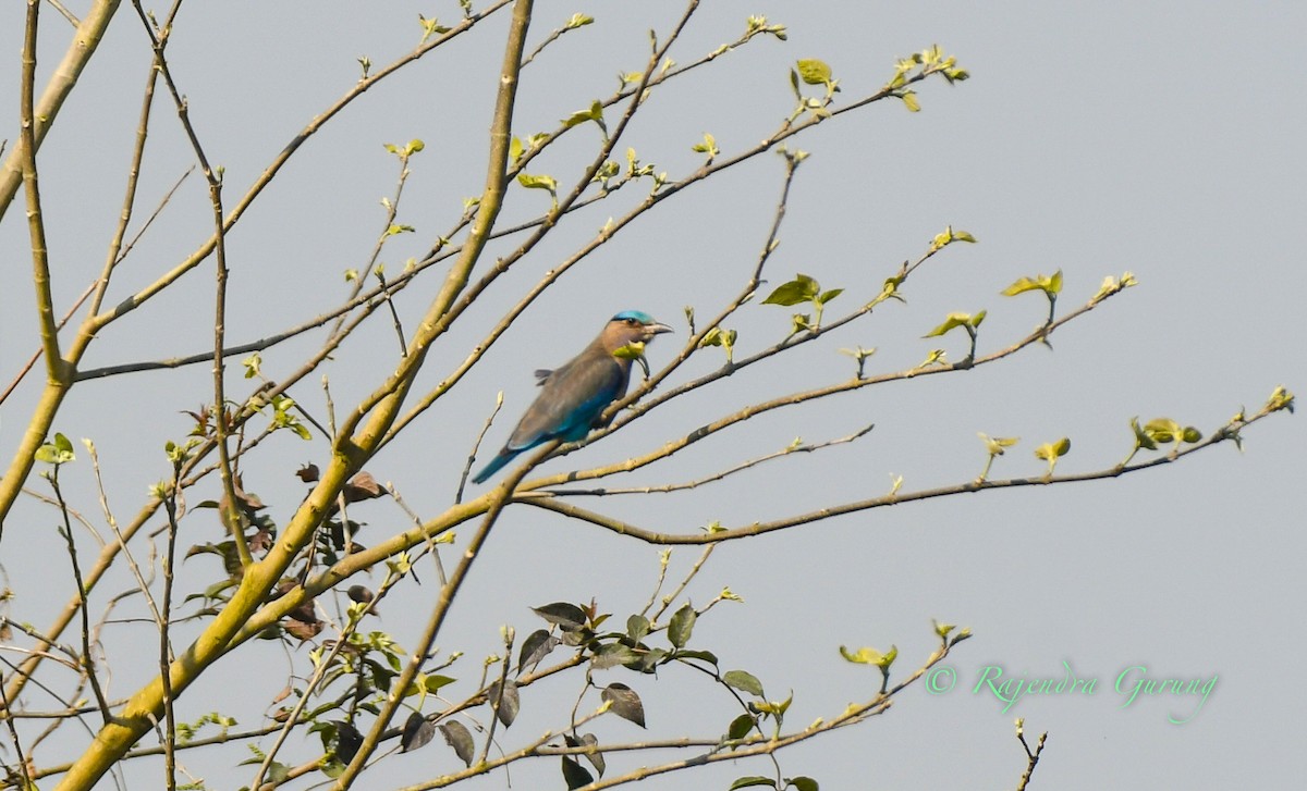 Indochinese Roller - Rajendra Gurung