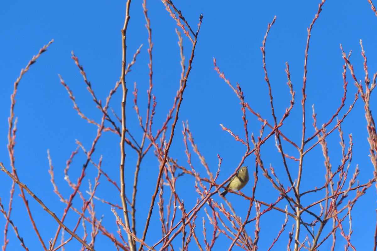 Roitelet à couronne rubis - ML614878366