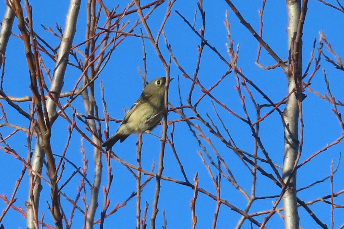 Ruby-crowned Kinglet - ML614878368