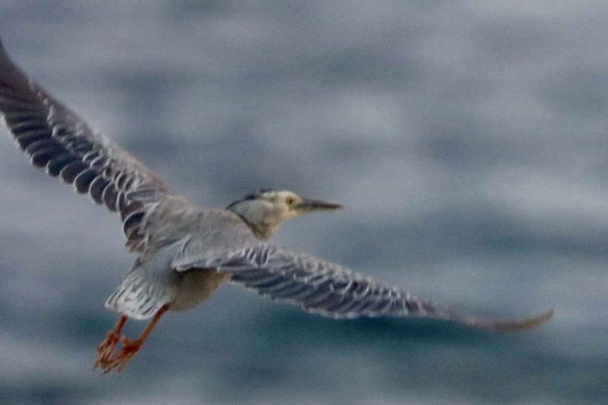 Striated Heron - ML614878379