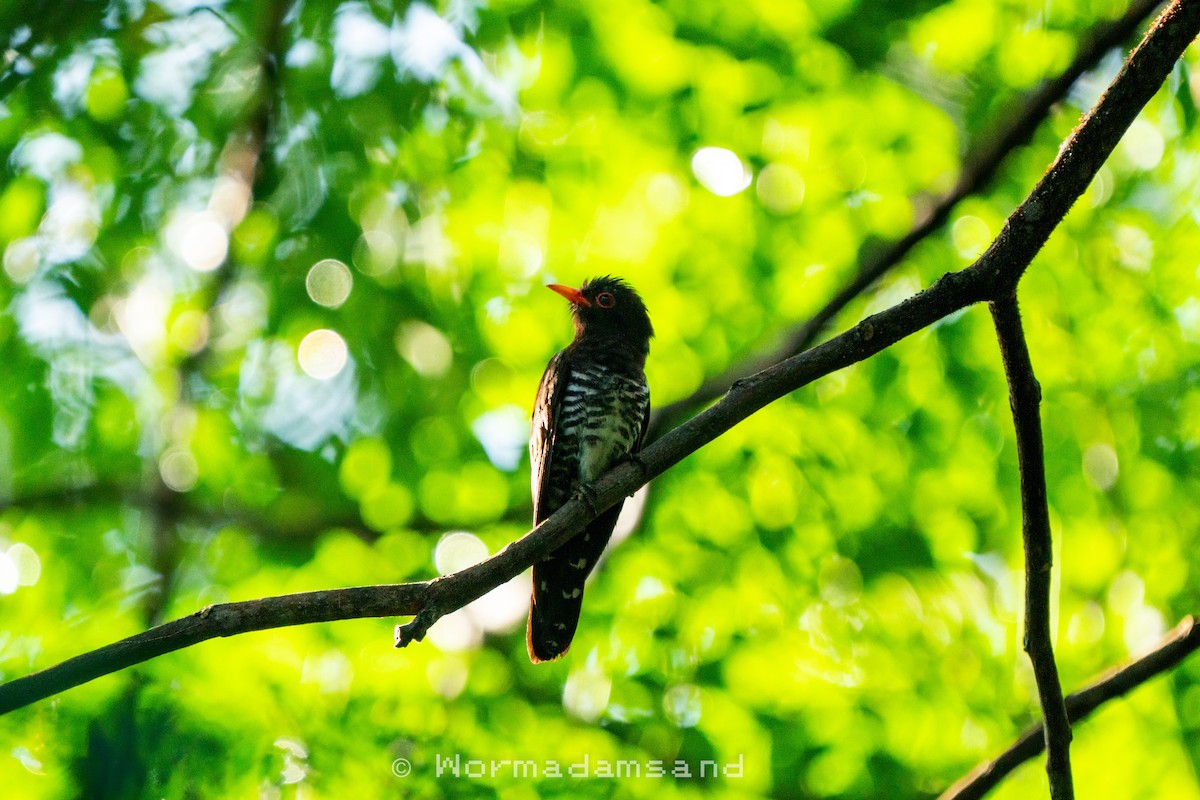 Violet Cuckoo - Jeff Tan