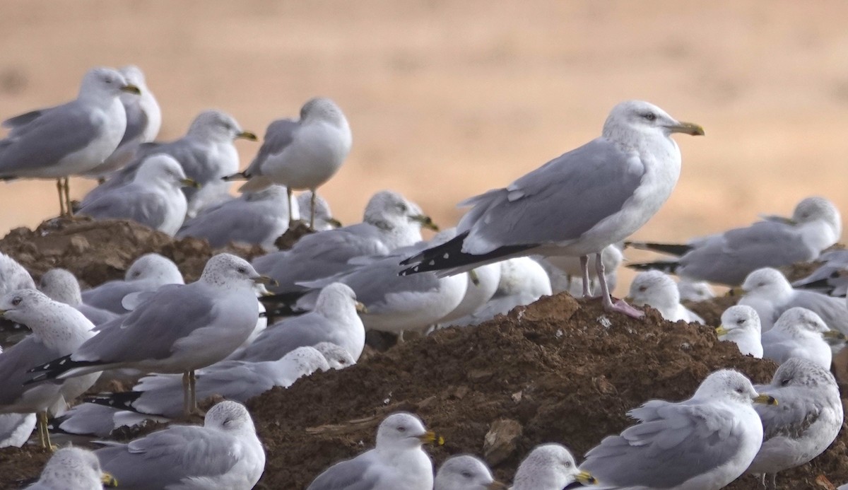 Herring Gull (American) - ML614878444