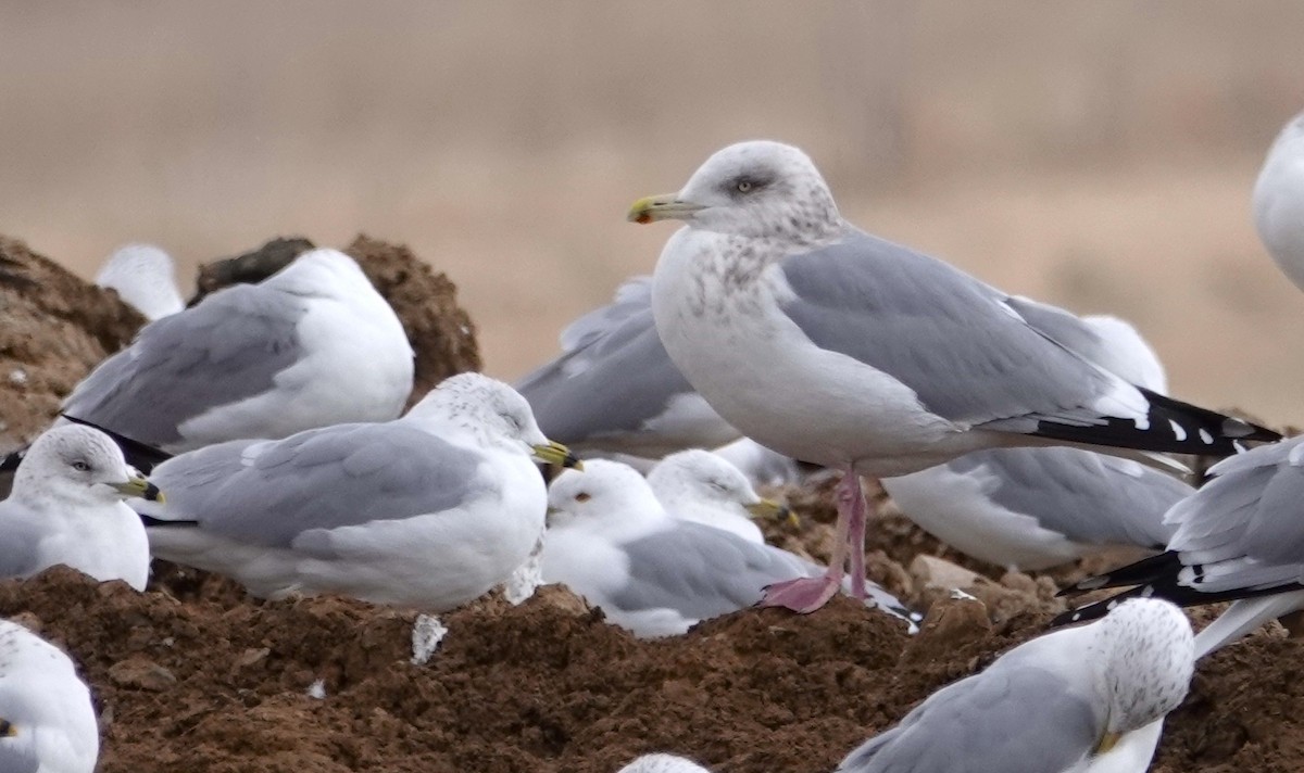 Herring Gull - ML614878445