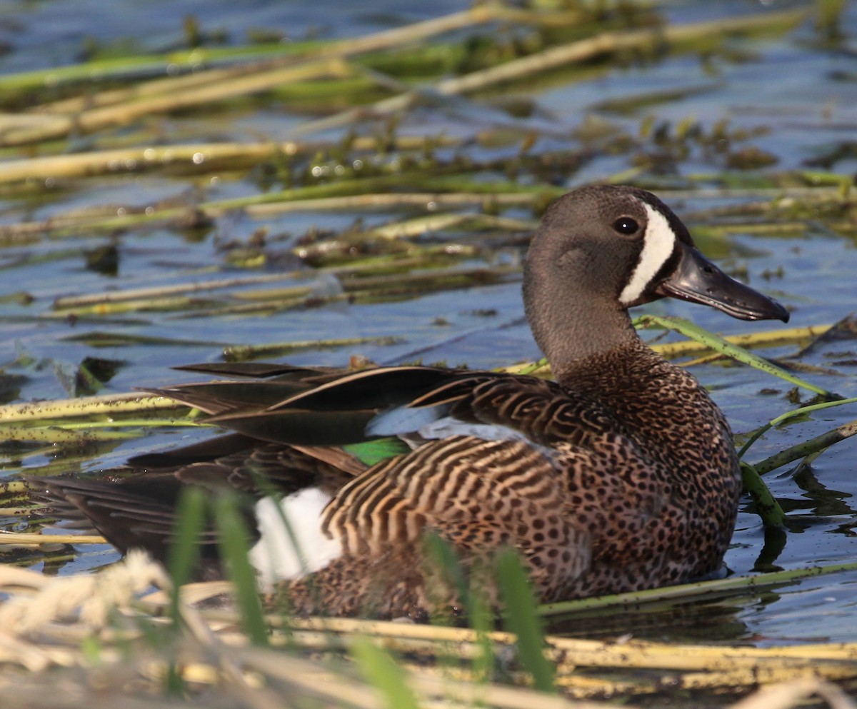 Blue-winged Teal - Hélène Crête