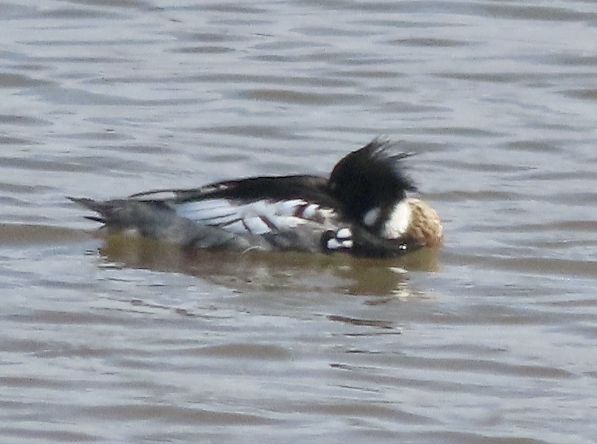 Red-breasted Merganser - George Chrisman