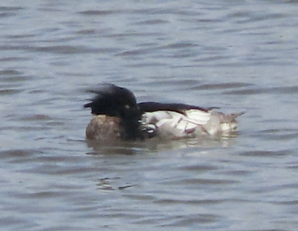 Red-breasted Merganser - ML614878580