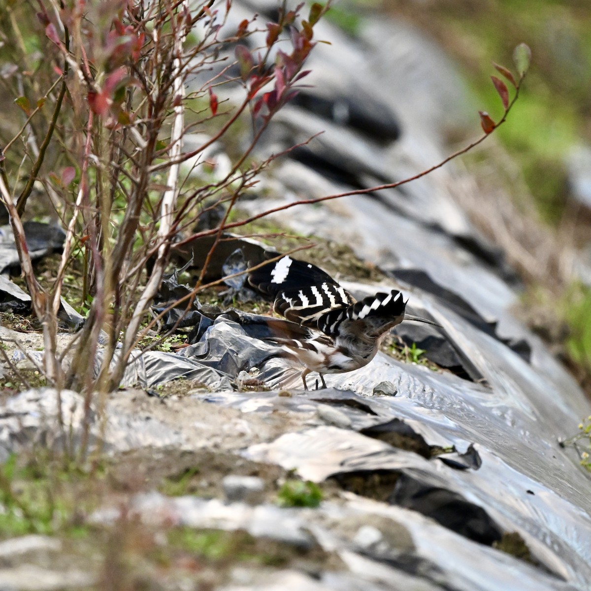 Eurasian Hoopoe - ML614878589