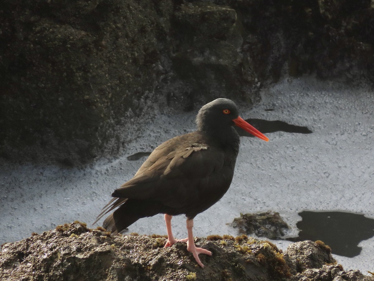 Black Oystercatcher - ML614878593