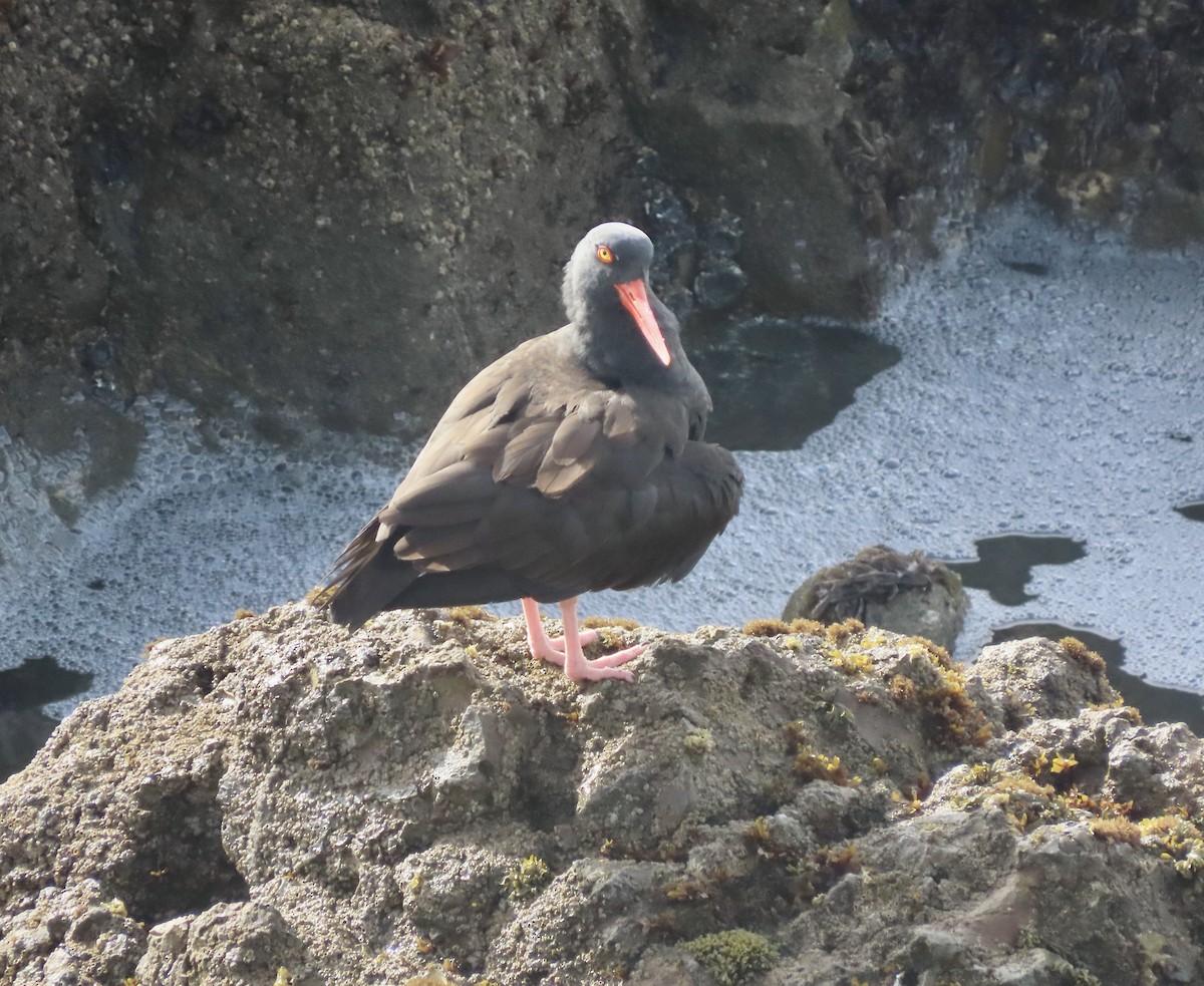 Black Oystercatcher - ML614878594