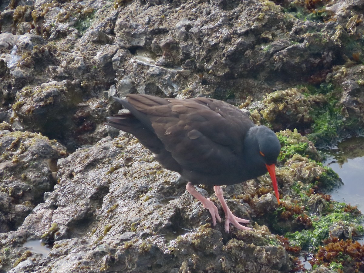 Black Oystercatcher - ML614878595