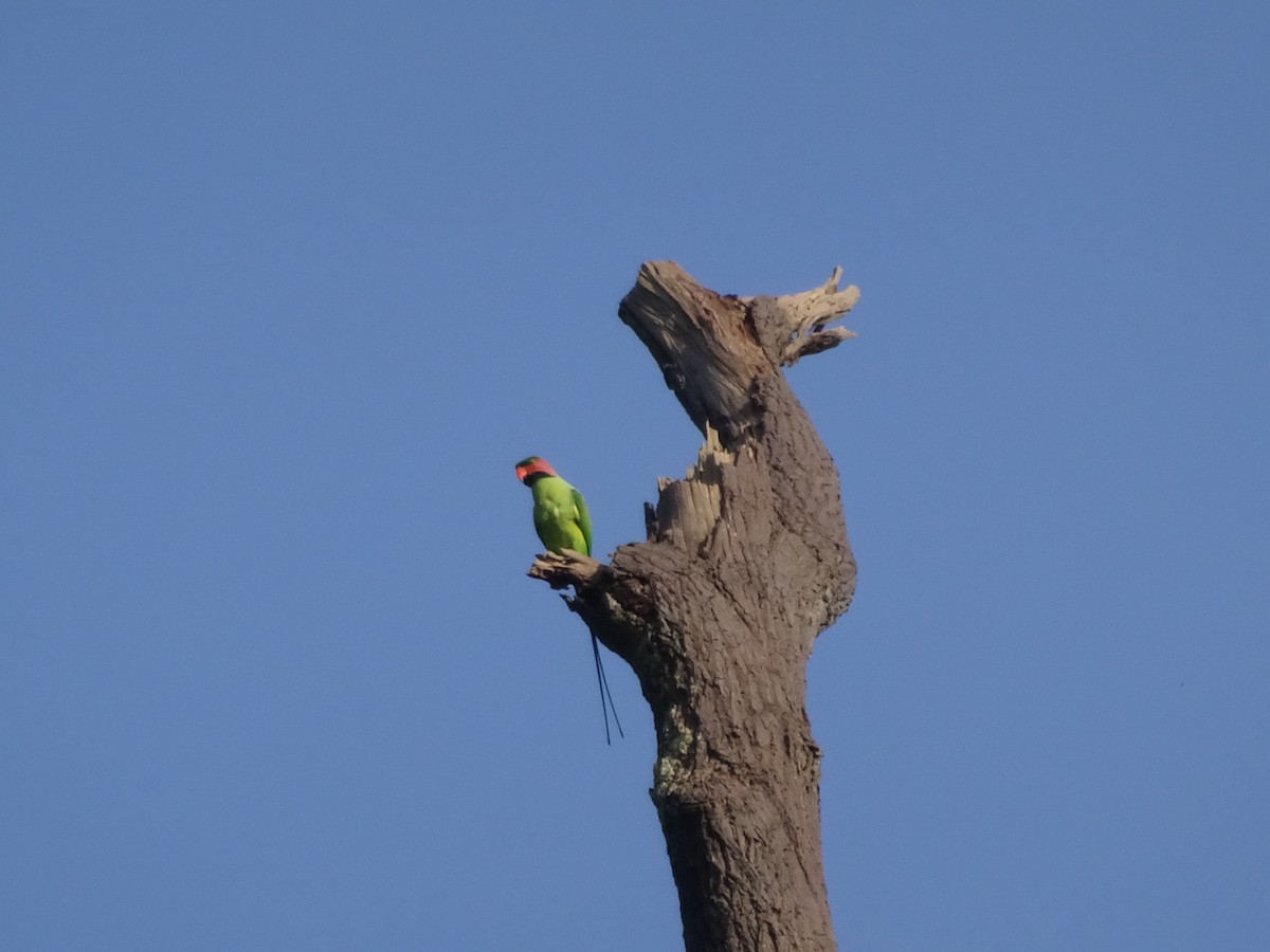 Long-tailed Parakeet - ML614878600