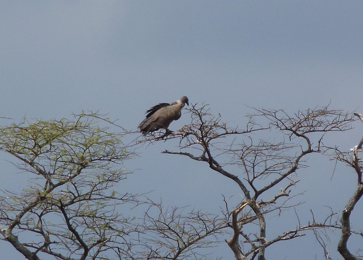 White-backed Vulture - ML614878638